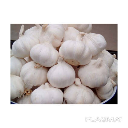 Export Wholesale Premium Fresh White and Red Garlic from Belgium