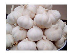 Export Wholesale Premium Fresh White and Red Garlic from Belgium