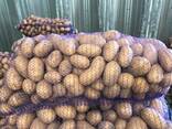 Polish potatoes: Vineta, Soraya, Queen Anne and others. - фото 1