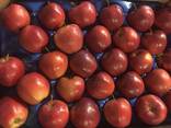 Best apples from Poland wholesale - photo 1