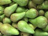 Best pears from Poland wholesale - photo 3