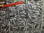 FRESH FROZEN Sprat - фото 2