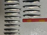 FRESH FROZEN Sprat - фото 3