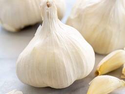 Garlic available in all quantities