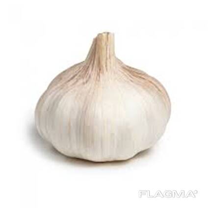 Low price Fresh Garlic bulbs available for bulk purchase and export