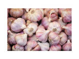 Low price Fresh Garlic bulbs available for bulk purchase and export - фото 2