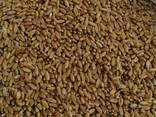 Selling 3000 tons of durum wheat.  пшеницы - фото 1