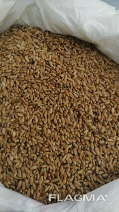 Selling 3000 tons of durum wheat.  пшеницы