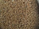 Selling 3000 tons of durum wheat.  пшеницы - фото 2