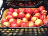 Sweet and juicy Peach, Nectarine and Cherry time. - photo 4