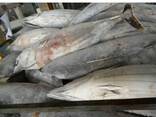 Wholesale good quality Fresh frozen frozen skip jack fish skipjack tuna for sale - photo 1