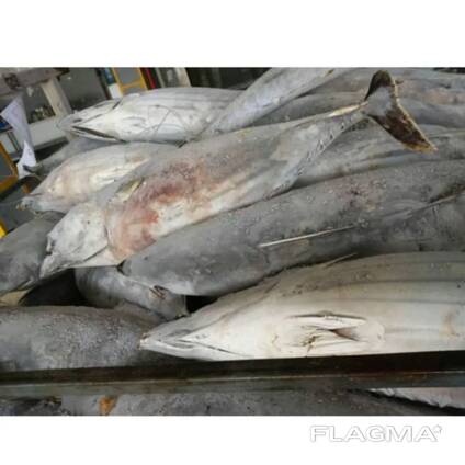 Wholesale good quality Fresh frozen frozen skip jack fish skipjack tuna for sale