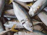 Wholesale good quality Fresh frozen frozen skip jack fish skipjack tuna for sale - photo 2